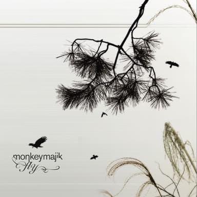 fly