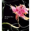 夢の花