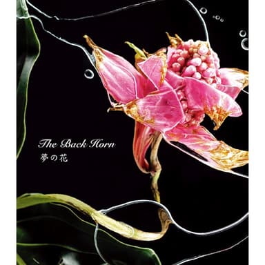 夢の花