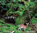the ジブリ set