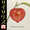 Physalis (feat. 重音テト)